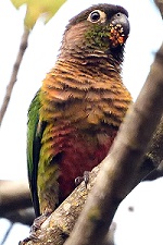 A research study explores the role of parrots in the dispersal of seeds that get attached to their beaks and feathers