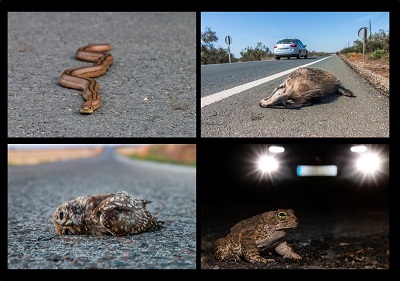 A new citizen science project to assess the wildlife road mortality in Spain