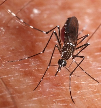 El mosquito tigre (Aedes albopictus) puede transmitir enfermedades infecciosas en regiones donde se ha introducido. Credit: Davefoc