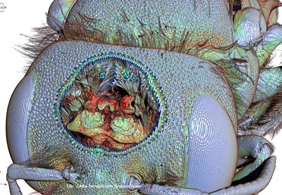 Imagen al microscopio del cerebro de una abeja.