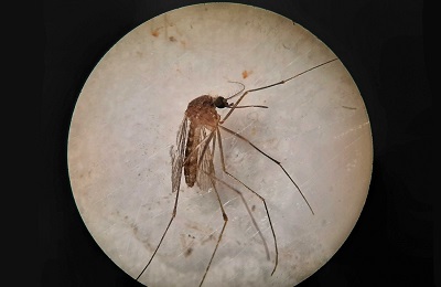 The Doñana Biological Station studies the circulation of the West Nile Virus in the Guadalquivir