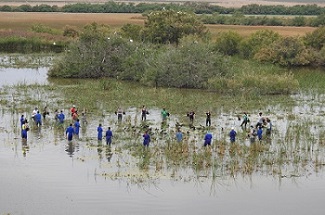 La Estación Biológica de Doñana lleva a cabo el anillamiento de una colonia de morito común (Plegadis falcinellus ) en el Espacio Natural Doñana.