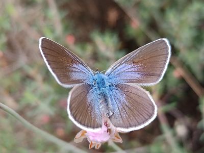 The Lepidoptera Cyaniris semiargus flies in May in Doñana