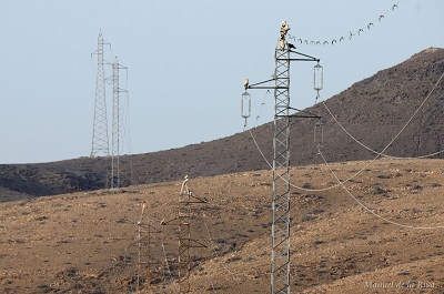 Correcting 6% of electric pylons used by Canarian Egyptian vultures could reduce electrocutions by 50%