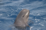 Acumulación y biomagnificación de contaminantes en varias especies de delfines
