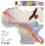 Winds and barriers shape zigzagged trans-African migrations of Canarian Eleonora’s falcons