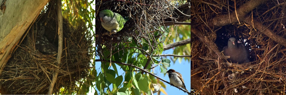 Examples of tenants in monk parakeet nests. From left to right: Brown owl (Strix aluco), house sparrow (Passer domesticus) and stock dove (Columba oenas). Credit: Dailos Hernández-Brito
