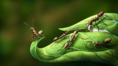 Las hormigas tejedoras del género Oecophylla utilizan sus propias larvas para unir los extremos de las hojas mediante la seda que estas producen. / Sergio Ibarra Mellado