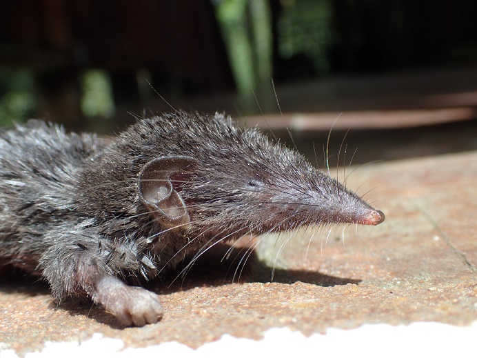 Bornean shrew (Crocidura foetida). The phylogenetic relationships of this endemism have been assessed in this research. The epithet 