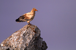 Joint actions to reverse the fate of the Egyptian vulture