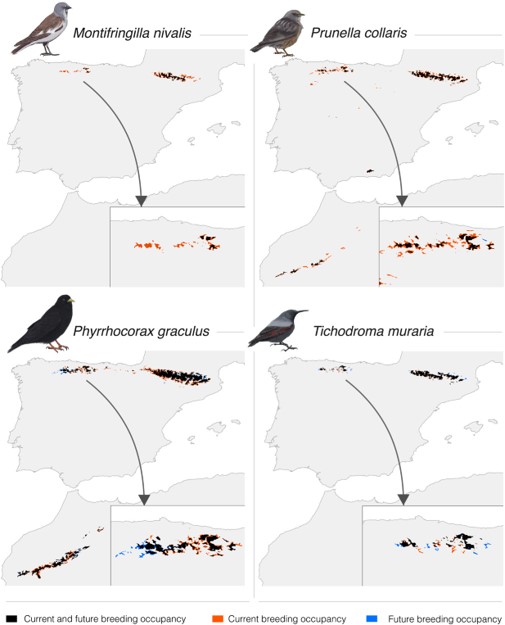 Los modelos climáticos predicen una fuerte contracción del área de distribución y un desplazamiento hacia arriba del hábitat adecuado para las aves alpinas