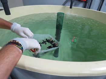 Crías de tortuga marina en las instalaciones del acuario de Sevilla