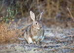 Fecal nitrogen in European rabbit ecological studies