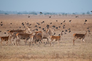 Wetter years, high deer densities and greater use of permanent pastures favor the transmission of bluetongue in Doñana