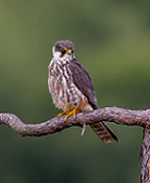 Protected areas enter a new era of uncertain challenges: extinction of a non-exigent falcon in Doñana National Park