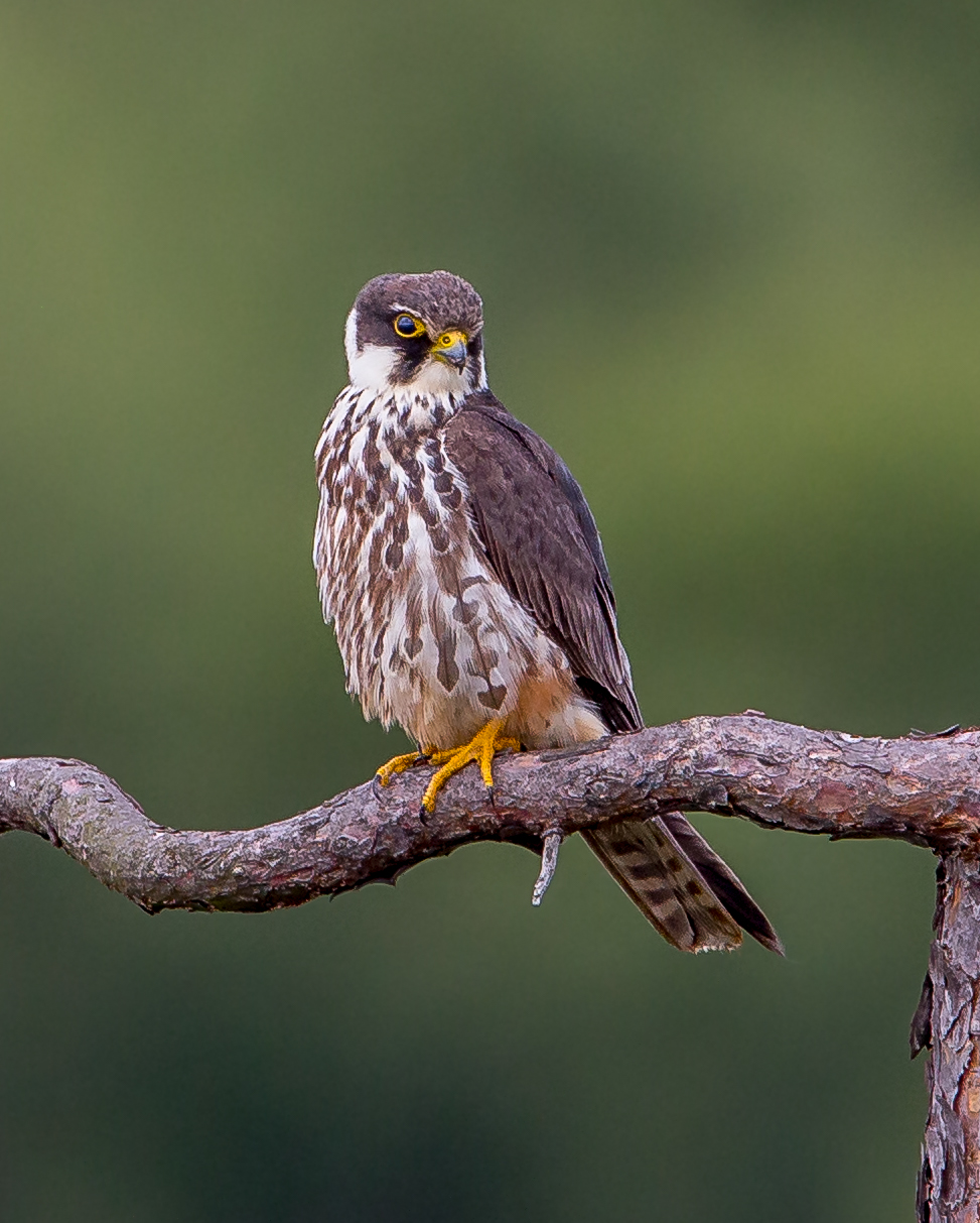 Alcotán europeo (Falco subbuteo). C: Andy Morffew