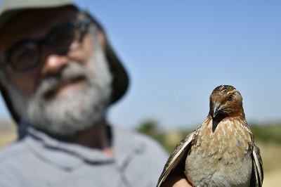 A supergene limits migration in common quails