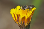 Delivery of crop pollination services is an insufficient argument for wild pollinator conservation