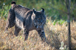 Iberian lynx down-listed in the IUCN Red List