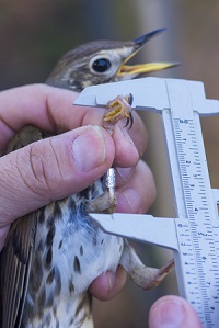 Un estudio de la EBD demuestra que la acción humana afecta negativamente a las aves frugívoras de Doñana