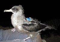 Researchers track nocturnal flight to reduce seabird mortality due to light pollution
