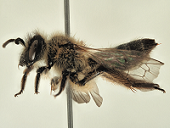 Descubren una nueva especie de abeja en Doñana