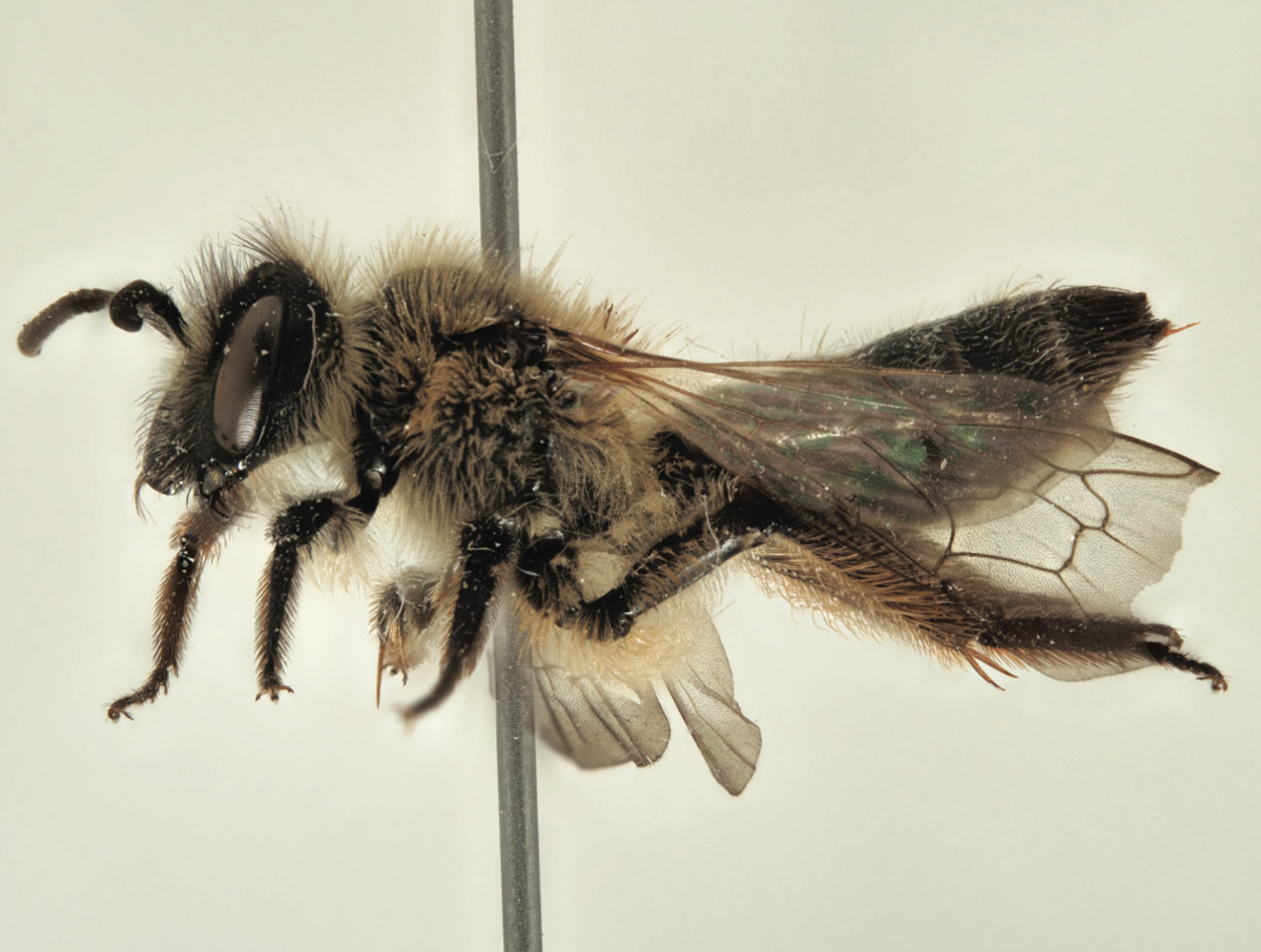 Andrena ramosa, the new bee species discovered in Doñana