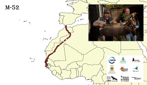 M52, uno de los buitres Ruppel marcados en Marruecos, continúa su viaje transfronterizo por África