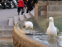 Gulls can disperse seeds from native and alien plants between urban urban green areas