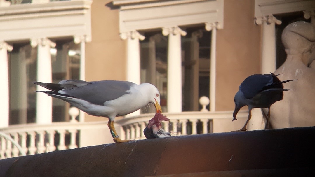 Picture of two yellow-legged gulls consuming a rock pigeon in a fountain of Barcelona. One of the gulls shows a green colour ring used by the research team of the study to identify them. Author: Pablo Cermeño