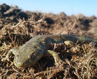 Amphibians, one of the taxa most severely impacted by low winter precipitations