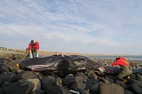 Un estudio internacional defiende los importantes beneficios que los cadáveres de ballenas y otros cetáceos varados en las costas podrían ofrecer a la sociedad