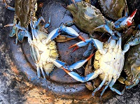 Blue crab shows its invasive potential in the Ebro Delta