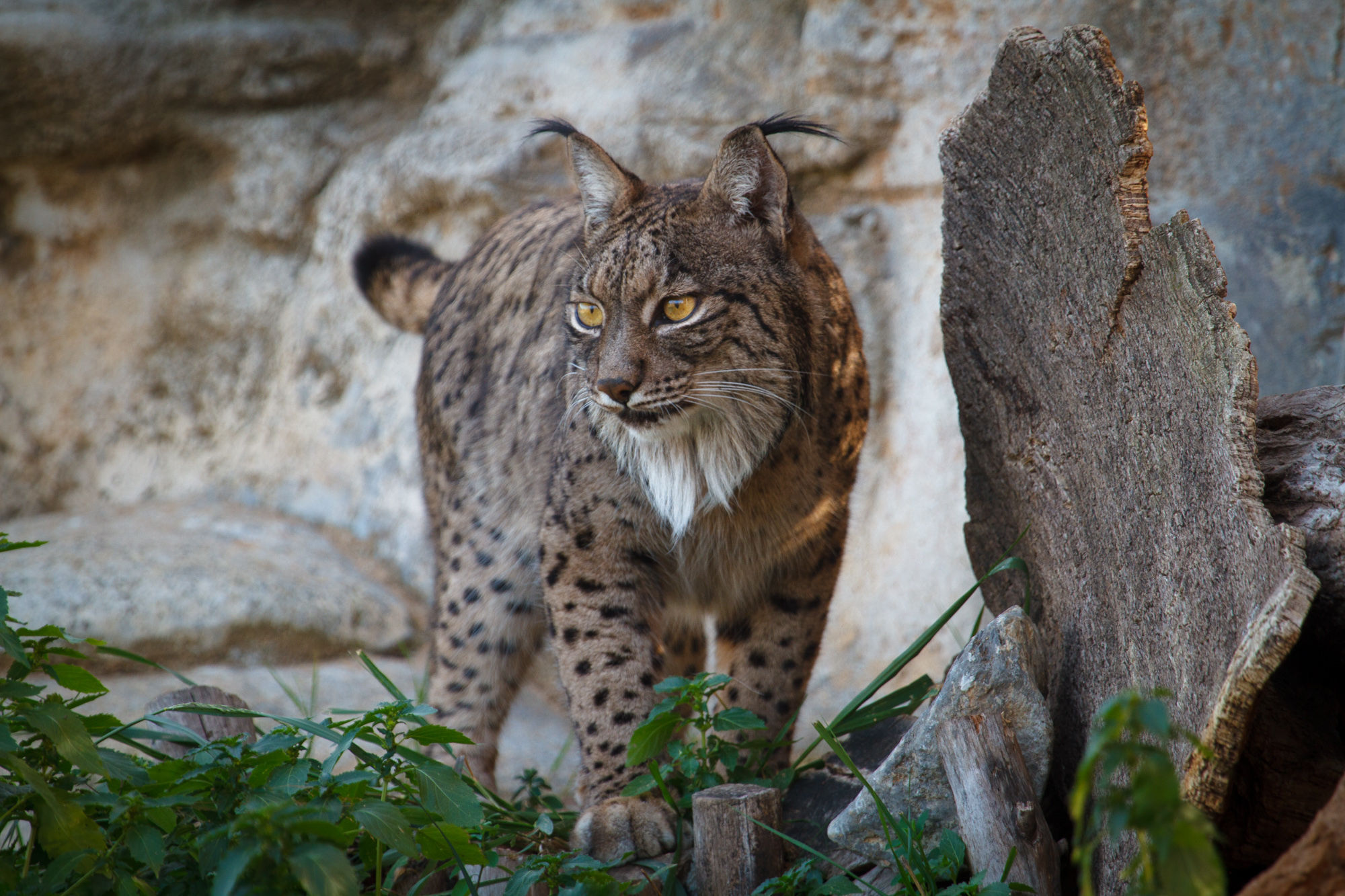 Iberian lynx. Photo: Antonio Rivas