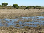 La revista Science se hace eco de las amenazas sobre la conservación de Doñana