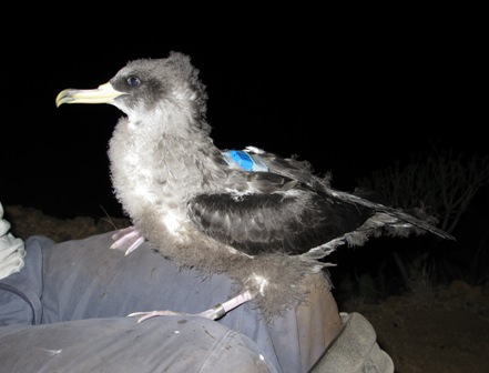 GPS tracking for mapping seabird mortality induced by light pollution