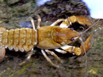 The native crayfish is a non-native species