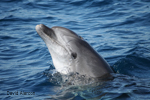 Accumulation of pollutants in the brains of dolphins