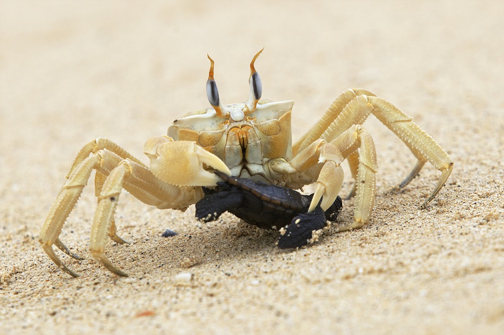 Ghost crab catching a loggerhead turtle hatchling. Photo: Joan Costa