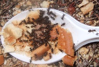 Temperatura o competencia, ¿qué influye más en las hormigas de Doñana?