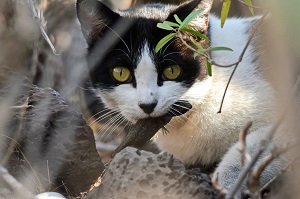Las leyes de bienestar animal no deben proteger a los gatos callejeros por comprometer la biodiversidad