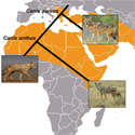 African and Eurasian golden jackals are distinct species