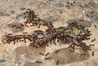 El coste económico provocado por el impacto de las hormigas invasoras alcanza los 46.000 millones de euros