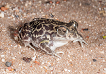 Researchers sequenced the genome of the Western Spadefoot toad, a key species to study how organisms respond to global change