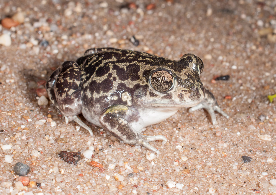 Western Spadefoot toad (Pelobates cultripes)