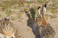 La población de liebre ibérica aumenta en zonas de matorral de Doñana tras el declive del conejo europeo