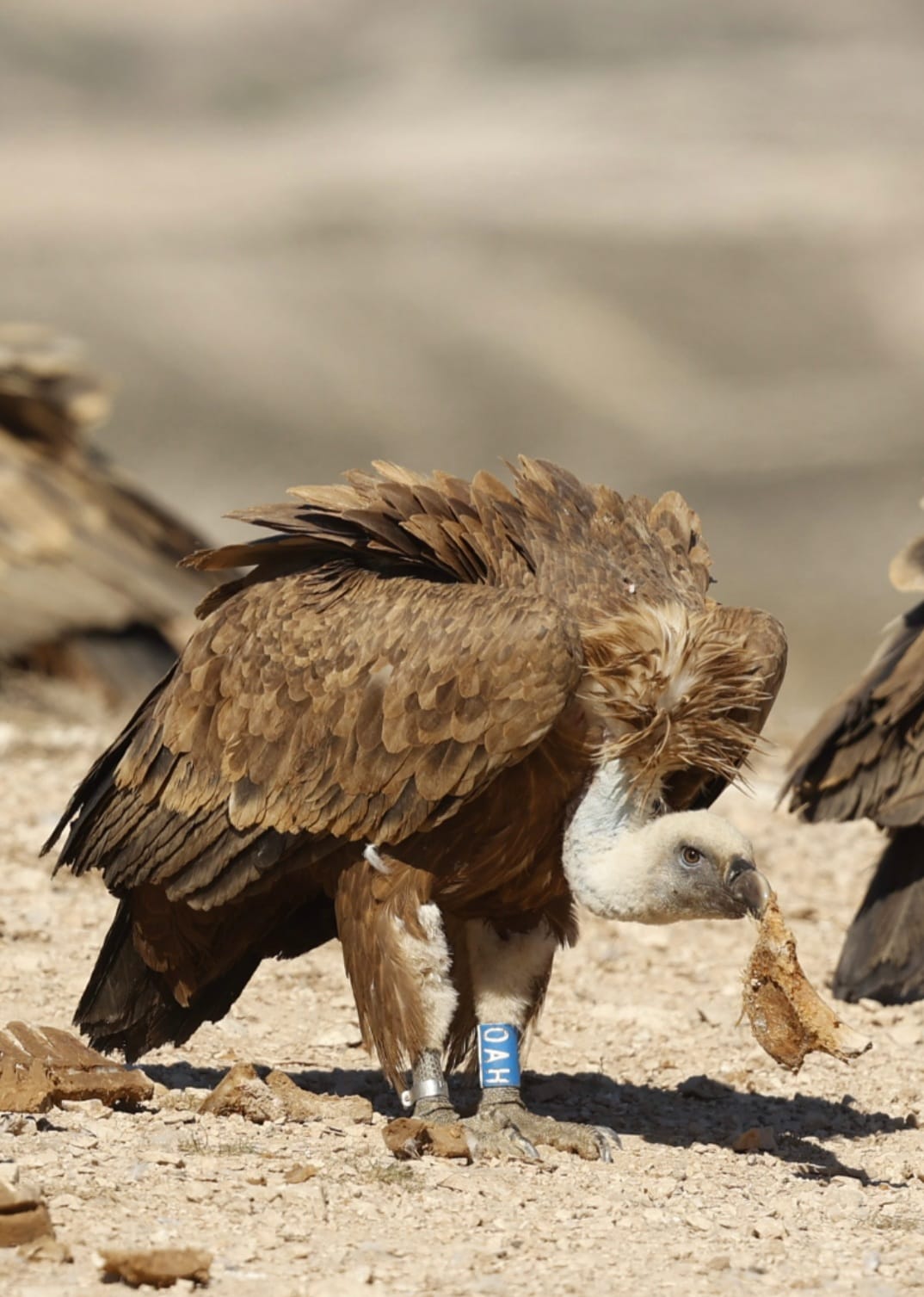 Eurasian Griffon vulture (Gyps fulvus). Foto: Sergio González