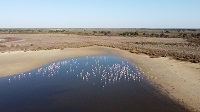 Drought leads Doñana to the lowest numbers of waterfowls in the last 40 years