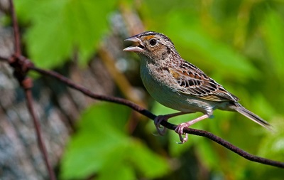 North American birds not fully adjusting to changing climate