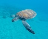 Un nuevo proyecto pide colaboración ciudadana para el seguimiento de tortugas marinas